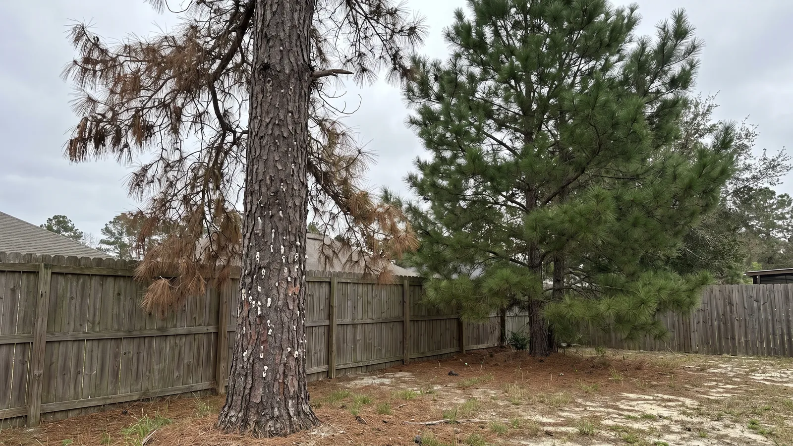 Dying loblolly pine with faded needles and pitch tubes from southern pine beetles beside a healthy pine in a Mobile backyard
